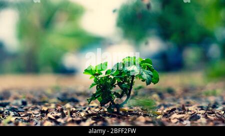 Floraler Hintergrund mit Blättern und Gemüse im Frühjahr vorbereitet Stockfoto