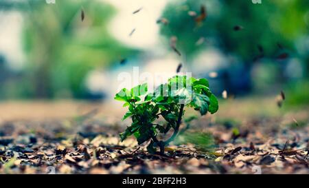 Floraler Hintergrund mit Blättern und Gemüse im Frühjahr vorbereitet Stockfoto