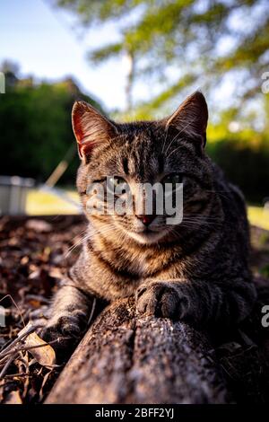 Meine Katzen sind ausgezeichnete Modelle für mich, während ich Fotos von ihnen draußen während des Sonnenuntergangs mache. Stockfoto