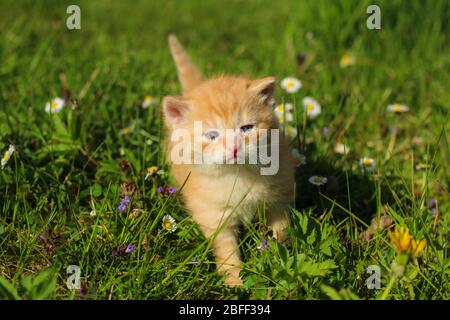 Das Porträt eines jungen, drei Wochen alten Kätzchens im Gras und Blumen. Sieht süß und glücklich aus, auch mit ein wenig schielenden Augen. Stockfoto