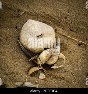 Seeigel Test und Muscheln am Strand Stockfoto