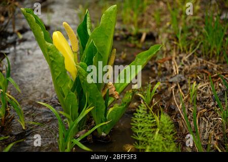 Amerikanischer Skunk-Kohl (Lysichiton americanus), auch genannt westlichen Skunk-Kohl, gelben Skunk-Kohl oder Sumpf Laterne, in seinem natürlichen Lebensraum, ein wir Stockfoto