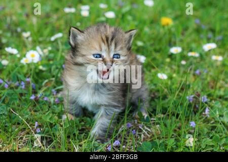 Das Porträt eines jungen, drei Wochen alten Kätzchens im Gras und Blumen. Sieht süß und glücklich mit lustigen Ausdruck beim Mähen. Stockfoto