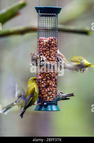 Grünfinken und Buchfinken ernähren sich von Erdnüssen im Naturreservat Loch Garten, Aviemore. Stockfoto