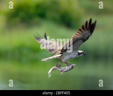 Fischadler, die einen Fisch aus einem Teich auf dem Rothiemurcus Anwesen, Aviemore Schottland. Stockfoto