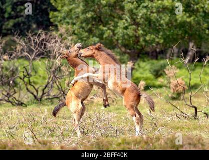 Ponys spielen zusammen im New Forest National Park, Hampshire, England. Stockfoto