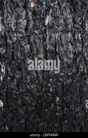 Hintergrund verkohlte Kiefernrinde, schwarzes verkohltes Holz nach einem Waldbrand Stockfoto