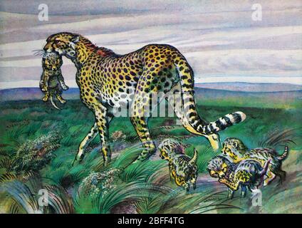 Asiatischer Gepard, Acinonyx jubatus venaticus, Iraner, persischer Gepard, Katze Stockfoto