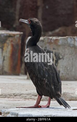Guanay Cormorant (Phalacrocorax Bougainvilliorum) Erwachsener steht auf dem Felsen Pucusana, Peru März Stockfoto