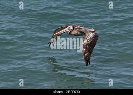 Peruanischer Pelikan (Pelecanus Thagus) unreif im Flug über die Küste Perus März Stockfoto