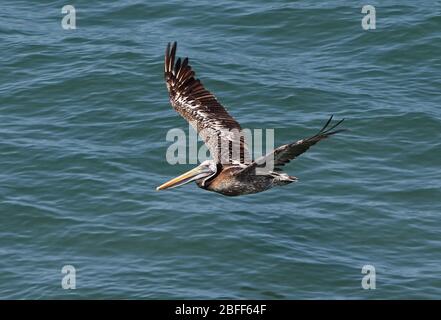 Peruanischer Pelikan (Pelecanus Thagus) unreif im Flug über die Küste Perus März Stockfoto