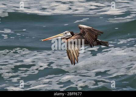 Peruanischer Pelikan (Pelecanus Thagus) unreif im Flug über die Küste Perus März Stockfoto
