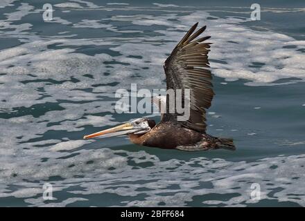 Peruanischer Pelikan (Pelecanus Thagus) unreif im Flug über die Küste Perus März Stockfoto