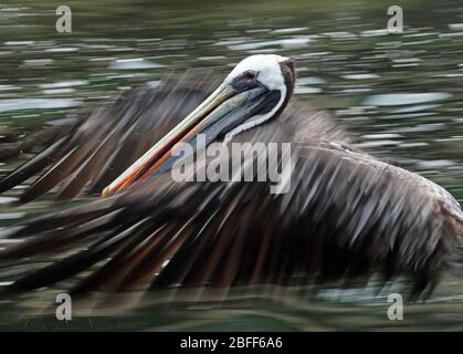 Peruanischer Pelikan (Pelecanus Thagus) unreif im Flug über das Meer Pucusana, Peru März Stockfoto