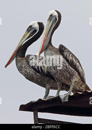 Peruanischer Pelikan (Pelecanus Thagus) zwei Imatures stehen auf einem Dach Pucusana, Peru März Stockfoto