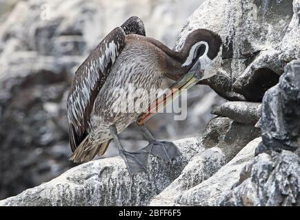 Peruanischer Pelikan (Pelecanus Thagus) unreif stehend auf Felsvorstellung Pucusana, Peru März Stockfoto