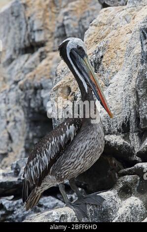 Peruanischer Pelikan (Pelecanus Thagus) unreif stehend auf Felsen Pucusana, Peru März Stockfoto