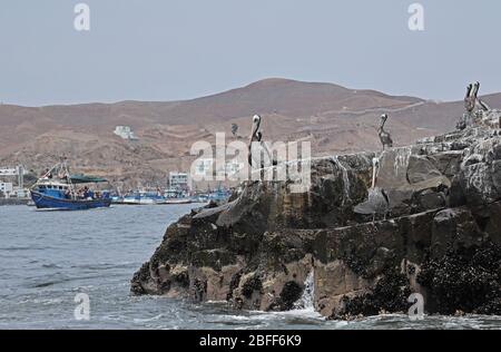 Peruanischer Pelikan (Pelecanus Thagus) reift stehen auf Felsen am Eingang zum Fischerhafen Pucusana, Peru März Stockfoto