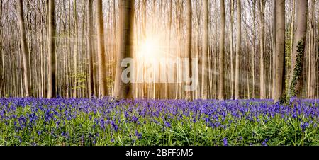 Atemberaubender floraler Teppich mit blau blühenden Blautönen und schönen Sonnenstrahlen zwischen den Laubbäumen im berühmten Wald von Halle, Belgien. Stockfoto