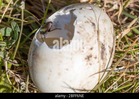 Ein Poecilus cupreus Käfer kriecht auf einem gebrochenen Gänseei Stockfoto