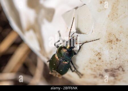 Ein Poecilus cupreus Käfer kriecht auf einem gebrochenen Gänseei Stockfoto