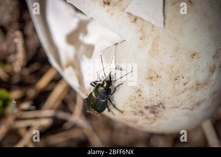 Ein Poecilus cupreus Käfer kriecht auf einem gebrochenen Gänseei Stockfoto