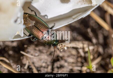 Ein Poecilus cupreus Käfer kriecht auf einem gebrochenen Gänseei Stockfoto