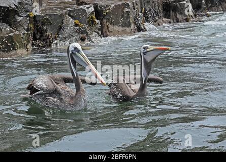 Peruanischer Pelikan (Pelecanus Thagus) zwei Imatures im Meer, einer isst Fisch Pucusana, Peru März Stockfoto
