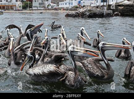 Peruanischer Pelikan (Pelecanus Thagus) reift sich auf dem Schiff Pucusana, Peru Marsch geschleudert füttern Stockfoto