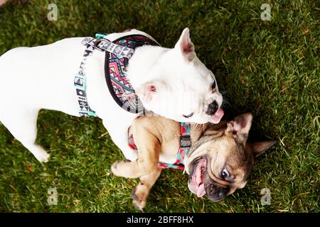 Zwei Franzosen (French Bulldogs) haben Spaß beim gemeinsamen Spielen im Hundepark Stockfoto