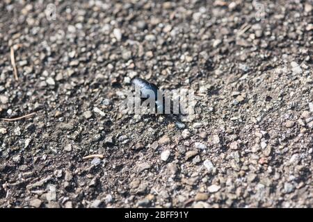 Der schwarze und blaue Ölkäfer (Meloe proscarabaeus) Makrofotografie. Stockfoto