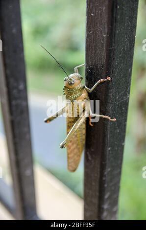 Giant Grasshopper, lateinischer Name Tropidacris cristata, ruht auf einem Metallzaun in Tobago. Stockfoto