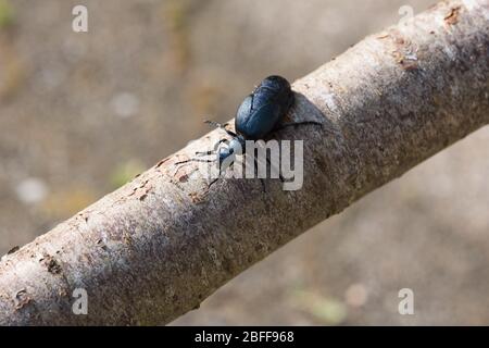 Der schwarze und blaue Ölkäfer (Meloe proscarabaeus) Makrofotografie. Stockfoto