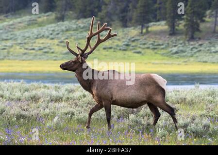 Ein reifer Stierelch mit Geweih in Samtbühnen wandert durch Wildblumen entlang des Yellowstone River im Yellowstone National Park, Wyoming. Stockfoto