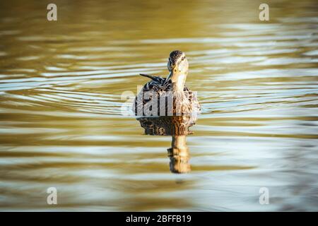 Erstaunliche mehrfarbige Stockente (anas platyrhynchos) schwimmt im See oder Fluss unter Sonnenlicht Landschaft. Stockfoto