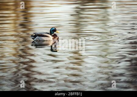 Erstaunliche mehrfarbige Stockenten (anas platyrhynchos) schwimmen im See oder Fluss unter Sonnenlicht Landschaft. Stockfoto