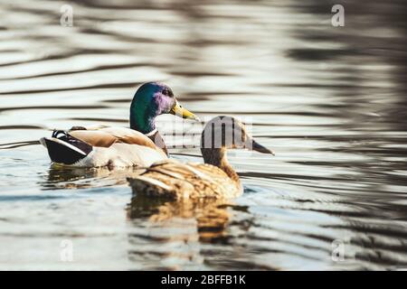 Erstaunliche mehrfarbige Stockenten (anas platyrhynchos) schwimmen im See oder Fluss unter Sonnenlicht Landschaft. Stockfoto