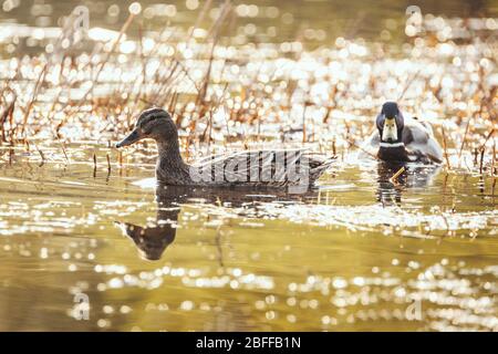 Erstaunliche mehrfarbige Stockenten (anas platyrhynchos) schwimmen im See oder Fluss unter Sonnenlicht Landschaft. Stockfoto