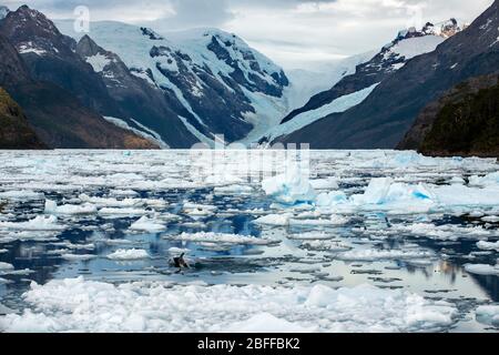 Delphine am Fjord Calvo am Rande des Sarmiento-Kanals im Bernardo O'Higgins Nationalpark in Patagonien Chile Fjorde in der Nähe von Puerto Natales, Chile Stockfoto