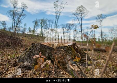 Entwaldung. Probleme der Ökologie des Planeten, die Abholzung von Kiefernwäldern. Stumpf im Vordergrund. Stockfoto