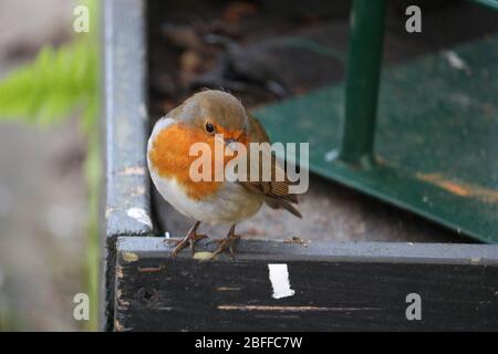 Der europäische Robin (Erithacus rubecula), der im Vereinigten Königreich steht Stockfoto