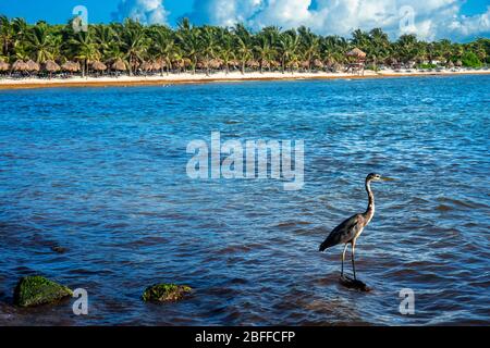 Mexikanischer Reihervogel am Strand des Grand Palladium White Sand Resort and Spa in Riviera Maya, Yucatan Peninsula, Quintana Roo, Karibikküste, Mexiko Stockfoto