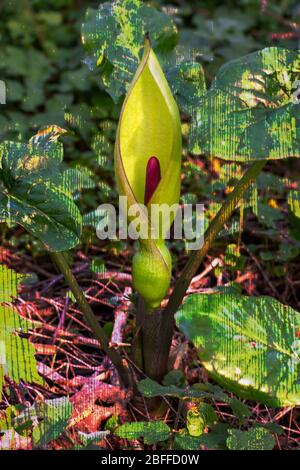 Das Arum Maculatum, auch bekannt als Lords and Ladies Stockfoto