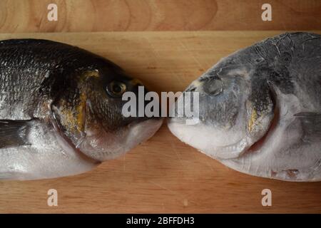 Mittelmeer-Brassen Teil der Familie der Marine Sparidae flacher Körper für proteinreiches weißes Fleisch bekannt breite Zähne zum Zerkleinern von Krabben und Muscheln geeignet Stockfoto