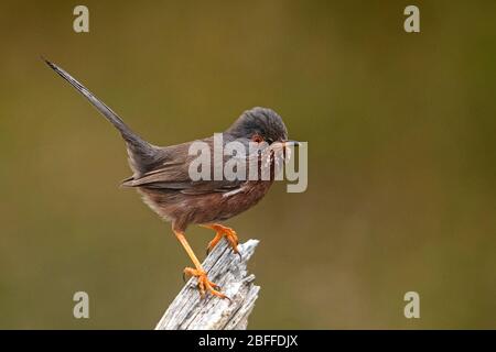 Dartford-Waldsänger, Surrey, Großbritannien Stockfoto