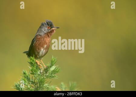 Dartford-Waldsänger, Surrey, Großbritannien Stockfoto