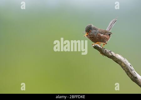 Dartford-Waldsänger, Surrey, Großbritannien Stockfoto