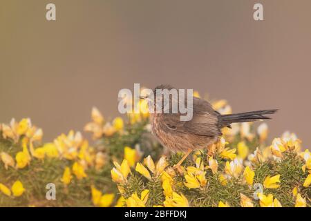 Dartford-Waldsänger, Surrey, Großbritannien Stockfoto