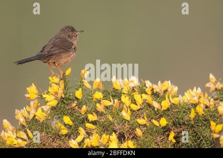 Dartford-Waldsänger, Surrey, Großbritannien Stockfoto