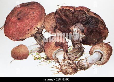 Agaricus silvaticus, Agaricus sylvaticus, schuppiger Holzpilz, errötete Holzpilze, Pinienhackpilz Stockfoto